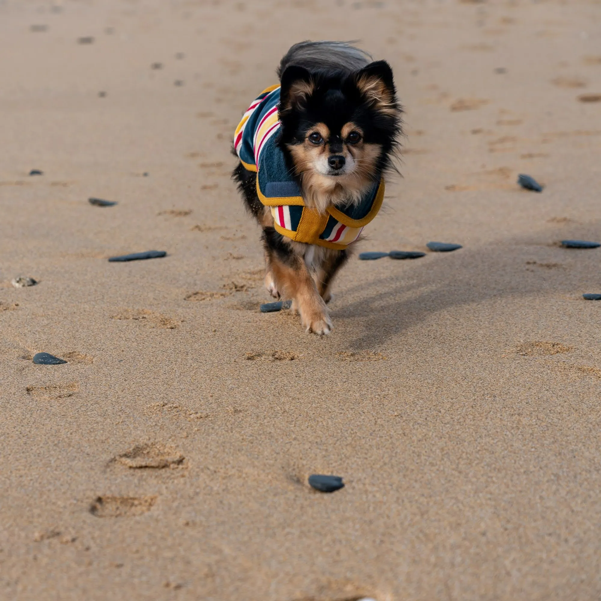 Dog Drying Coat - Design Collection